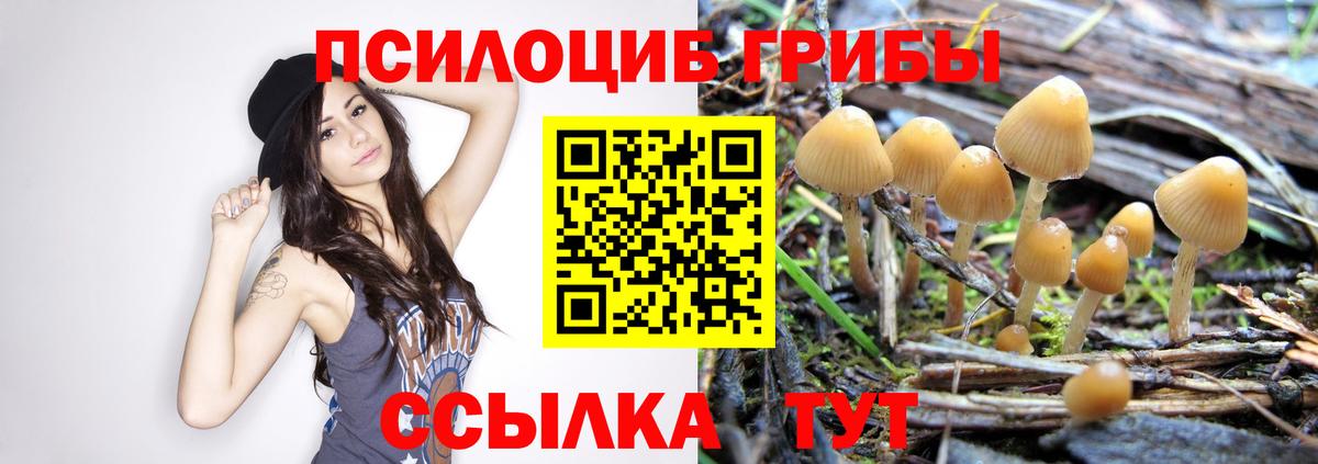 Магадан  закладка  Вход с VPN  Псилоцибиновые грибы прущие грибы 